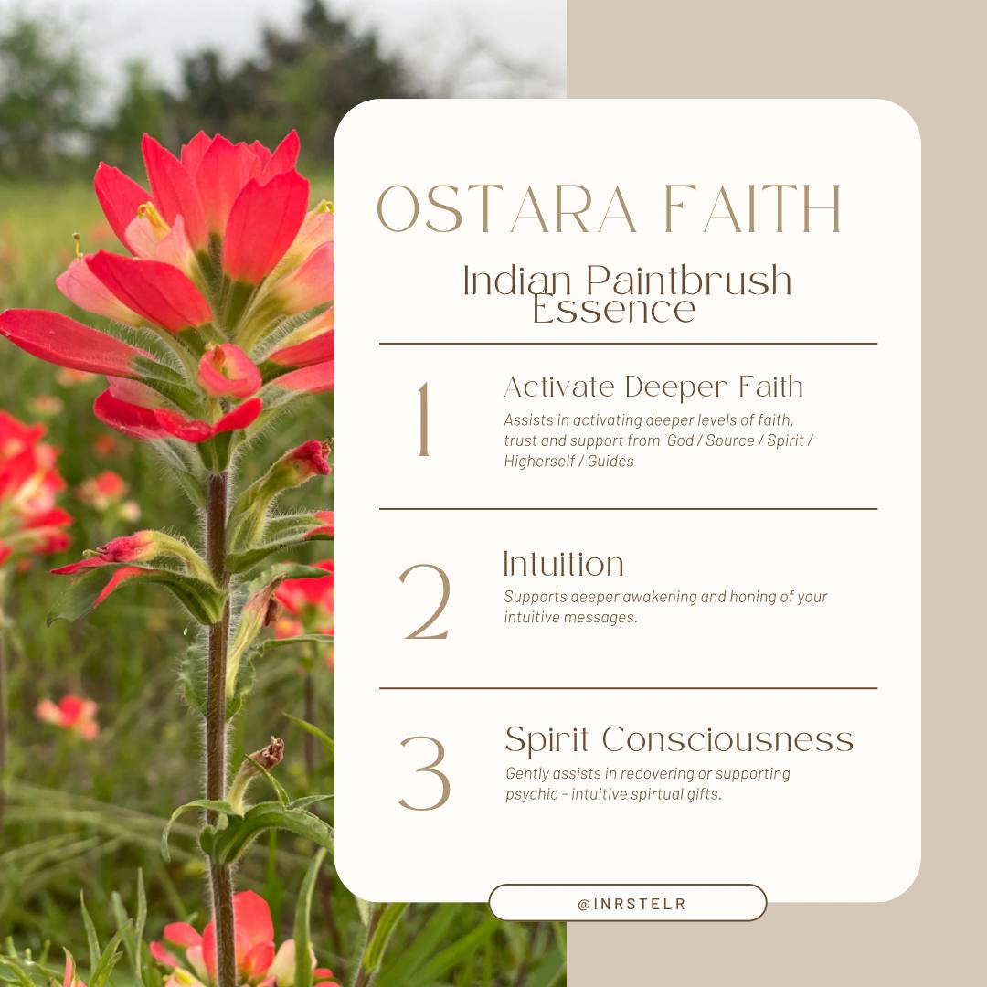 Ostara Faith : Indian Paintbrush Flower Essence 2023